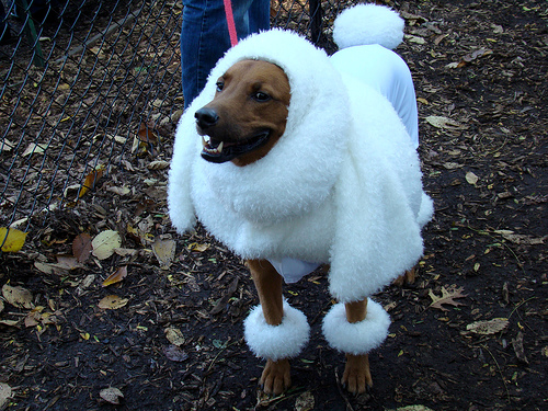 We’re Safe From POODLE